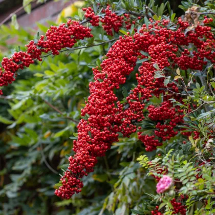 Hlohyně šarlatová - Pyracantha coccinea - prodej semen - 5 ks