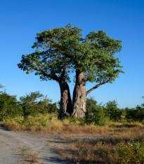 Baobab africký - Adansonia digitata - prodej semen - 3 ks