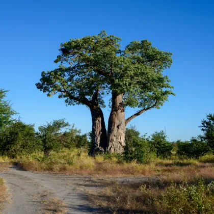 Baobab africký - Adansonia digitata - prodej semen - 3 ks