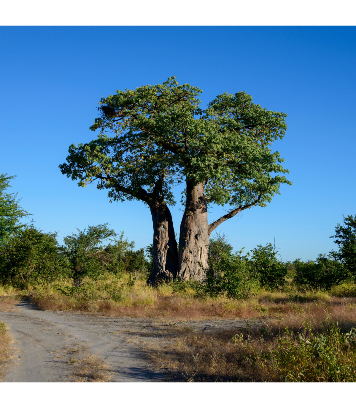 Baobab africký - Adansonia digitata - prodej semen - 3 ks