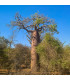Baobab Fony - Adansonia fony - prodej semen - 2 ks