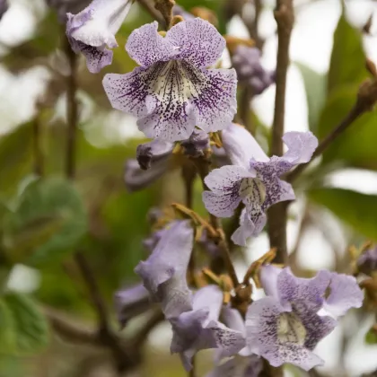 Paulovnie catalpifolia - Paulownia - prodej semen - 15 ks