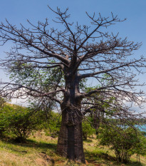 Baobab suarézský - Adansonia suarezensis - prodej semen - 2 ks