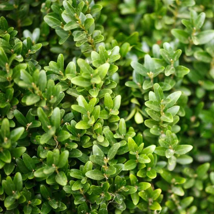 Buxus Zimostráž - Buxus sempervirens - prodej semen - 10 ks