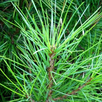 Borovice gerardiana - Pinus gerardiana - prodej semen - 5 ks