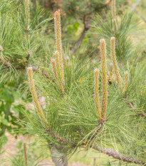 Borovice yunnan - Pinus yunnanensis - prodej semen - 5 ks