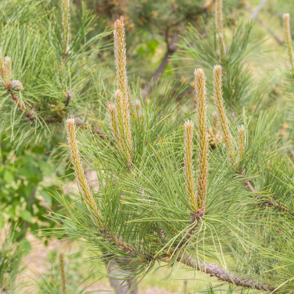 Borovice yunnan - Pinus yunnanensis - prodej semen - 5 ks