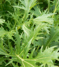 Mizuna - Brassica campestris japonica - prodej semen - 50 ks