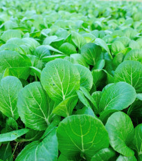 Choi Sum čínské zelí - Brassica chinensis - prodej semen - 100 ks