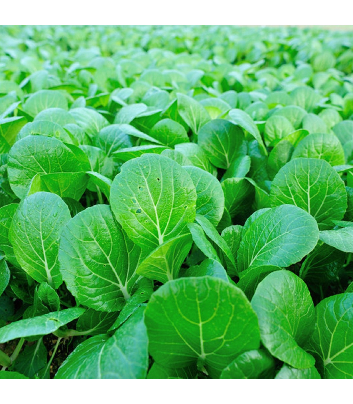 Choi Sum čínské zelí - Brassica chinensis - prodej semen - 100 ks