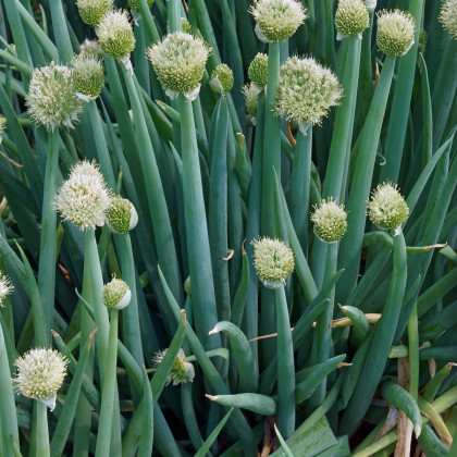 Cibule zimní Česnek ošlejch - Allium fistulosum - prodej semen - 120 ks
