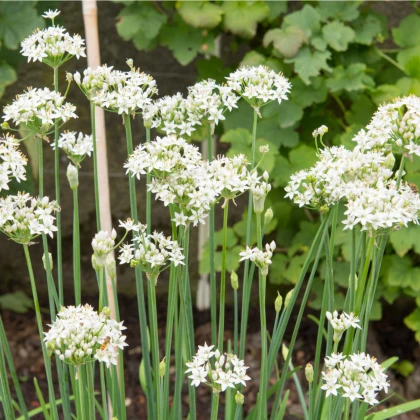 Pažitka česneková - Allium Tuberosum - prodej semen - 200 ks