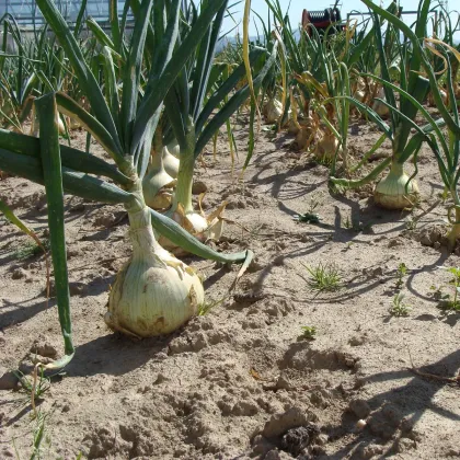 Cibule jarní salátová Globo - Allium cepa - prodej semen - 180 ks