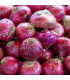 Cibule sazečka červená Electric - Allium cepa - prodej cibulek - 50 ks