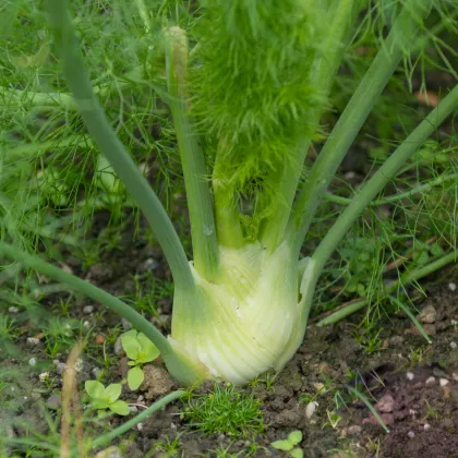 Fenykl hlíznatý De Florencia - Foeniculum vulgare - prodej semen - 150 ks