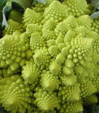 Brokolice Romanesco - Brassica oleracea L. - prodej semen - 250 ks