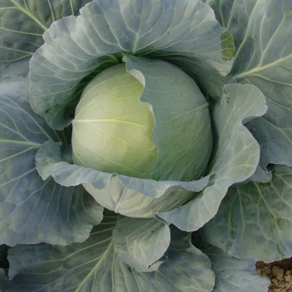 Zelí Polar - Brassica oleracea - prodej semen - 200 ks