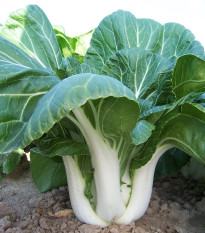 Zelí čínské Paket - Brassica chinensis - prodej semen - 100 ks