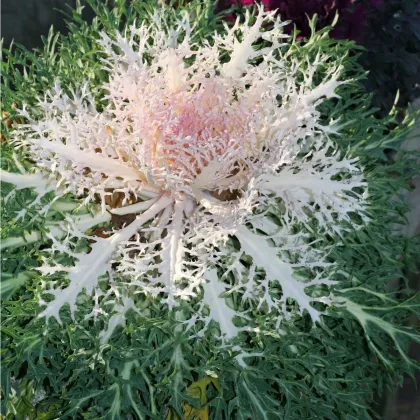 Okrasné zelí Peacock bílé F1 - Brassica oleracea - prodej semen - 20 ks