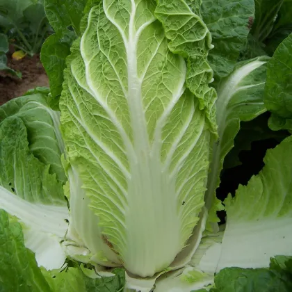 Zelí pekingské Hilton - Brassica pekinensis - prodej semen - 100 ks