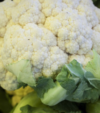 BIO Květák raný Odysseus - Brassica oleracea - prodej bio semen - 20 ks