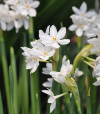 Narcis Paperwhite Ziva - Narcissus - prodej cibulovin - 3 ks