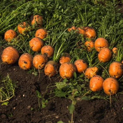 Mrkev kulatá k rychlení Pariser Markt - Daucus carota - prodej semen - 900 ks