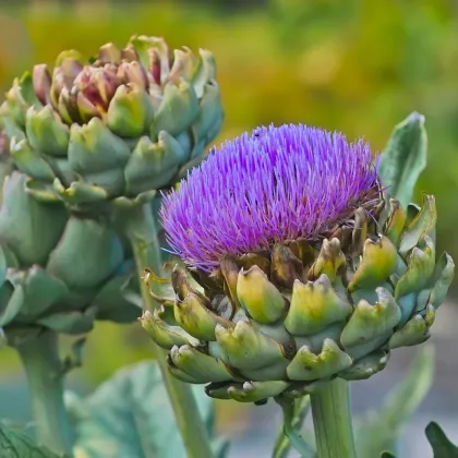 Artyčok Green Globe - Cynara scolymus - prodej semen - 20 ks