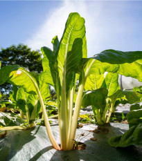 Mangold zelený Gewone - Beta vulgaris - prodej semen - 180 ks