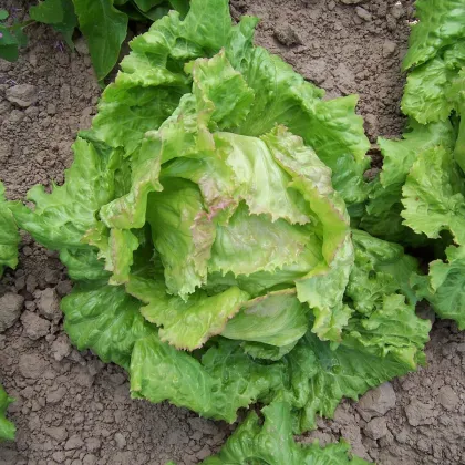 Salát ledový Pražan - Lactuca sativa - prodej semen - 100 ks