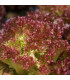 BIO Salát listový kadeřavý Lollo Rossa - Lactuca sativa - prodej bio semen - 80 ks