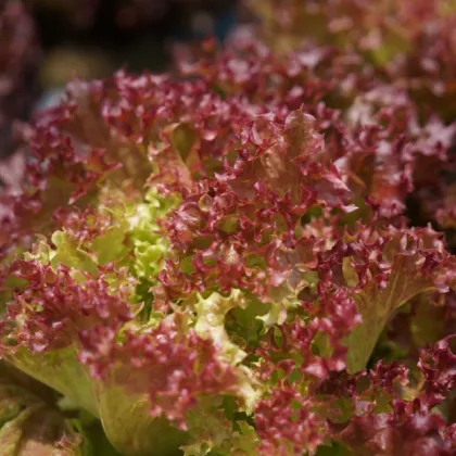 BIO Salát listový kadeřavý Lollo Rossa - Lactuca sativa - prodej bio semen - 80 ks