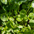 Portulák zimní - Batolka prorostlá - Claytonia perfoliata - prodej semen - 100 ks