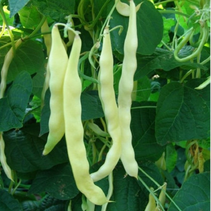 Fazole keříčková Sonesta - Phaseolus vulgaris - prodej semen - 20 ks