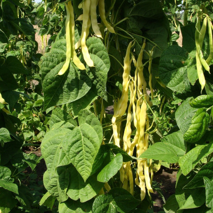 Fazole pnoucí Goldmarie - Phaseolus vulgaris - prodej semen - 15 ks