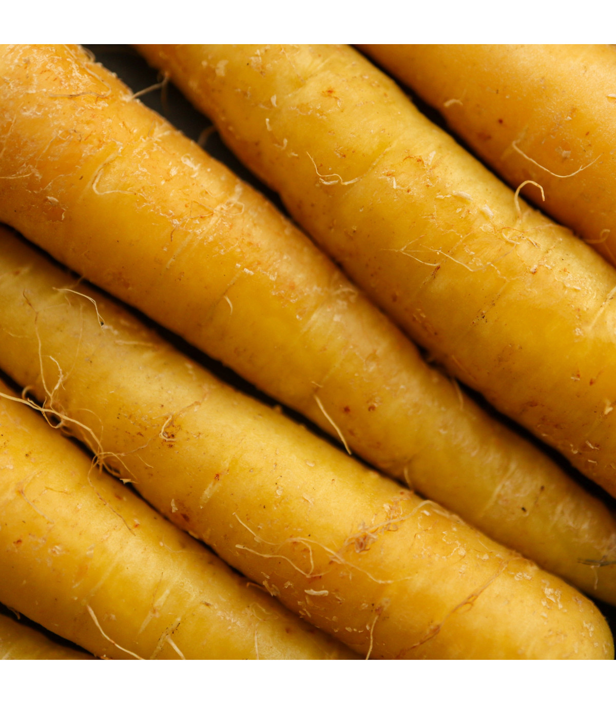Mrkev žlutá Jaune du doubs - Daucus carota - prodej semen - 900 ks