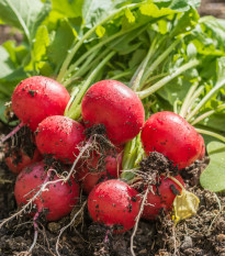 Ředkvička Riesenbutter máslová obří - Raphanus sativus - prodej semen - 100 ks