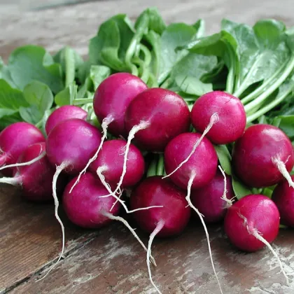 Ředkvička Viola - Raphanus sativus - prodej semen - 100 ks