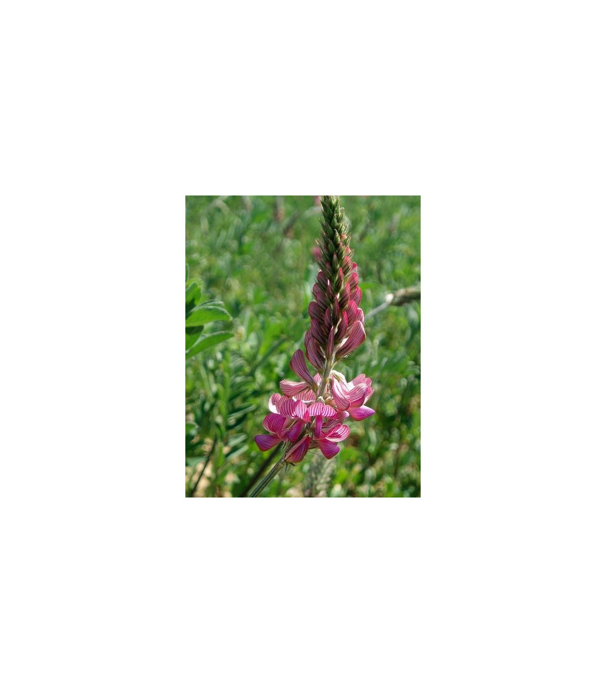 Vičenec ligrus - Onobrychis viciifolia - prodej semen - 50 ks