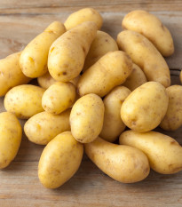 Brambory sadbové Monique - Solanum tuberosum - Kiepenkerl - prodej sadby - 10 ks