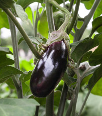 Lilek vejcoplodý Black Beauty - Solanum melongena - prodej semen - 60 ks