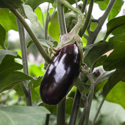 Lilek vejcoplodý Black Beauty - Solanum melongena - prodej semen - 60 ks