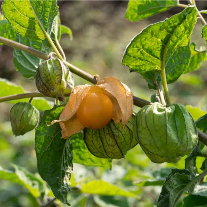 Mochyně peruánská - Physalis peruviana - prodej semen - 10 ks