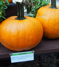 Dýně Tom Fox pro Halloween - Cucurbita pepo - prodej semen - 5 ks