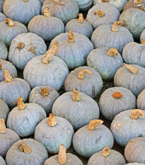 Tykev Blue Kuri Modré Hokkaido - Cucurbita maxima - prodej semen - 5 ks