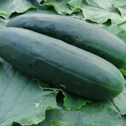 Okurka salátová Obelix F1 - Cucumis sativa - prodej semen - 20 ks