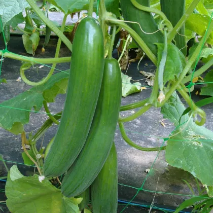 Okurka salátová Saturn F1 - Cucumis sativus - prodej semen - 10 ks