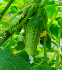 Okurka nakládačka Hokus - Cucumis sativus - prodej semen - 15 ks