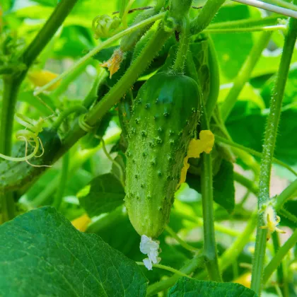 Okurka nakládačka Hokus - Cucumis sativus - prodej semen - 15 ks