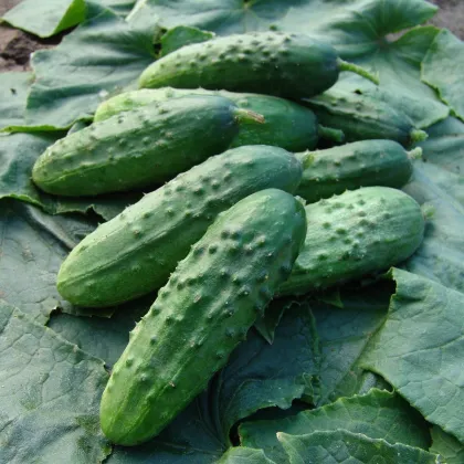 Okurka Regina F1 - Cucumis sativus - prodej semen - 20 ks